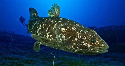  Coelacanth:  This Ancient Fish, Often Mistaken for a Fossil, Still Swims in Our Oceans Today!