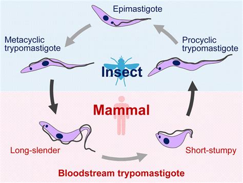   Diplomaster Diplomat of the Microbial World: Exploring the Enigmatic Tripanosoma brucei