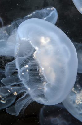  溺水水母，一種美麗且奇特的海洋生物！ 它在溫暖的海洋中漂浮，展現出令人驚嘆的透明度和優雅的姿態。