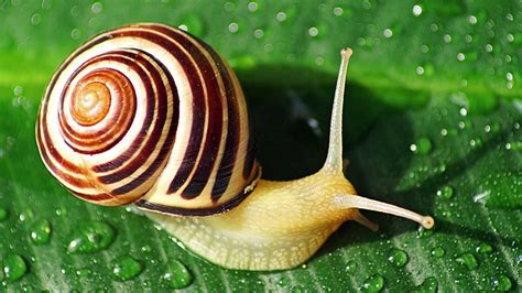  卷 skriv Snail 的奇幻冒險：牠們的貝殼是移動的家園！